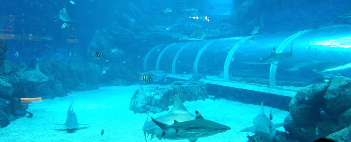 unterwassertunnel haifisch